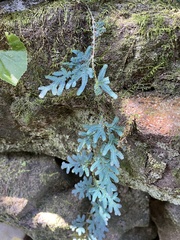 Selaginella uncinata