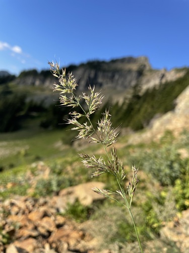 Image of Calamagrostis tacomensis by (c) Matt Berger, some rights reserved (CC BY)