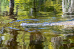 Trichechus manatus latirostris