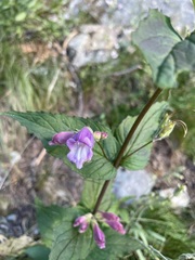 Nothochelone nemorosa