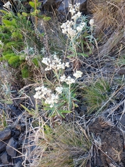 Anaphalis margaritacea