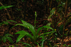Calanthe balansae