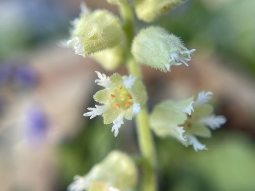 Image of Elmera racemosa by (c) Matt Berger, some rights reserved (CC BY)