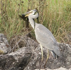 Ardea cinerea
