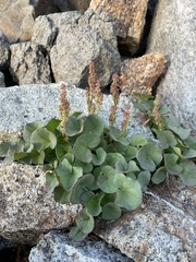 Oxyria digyna