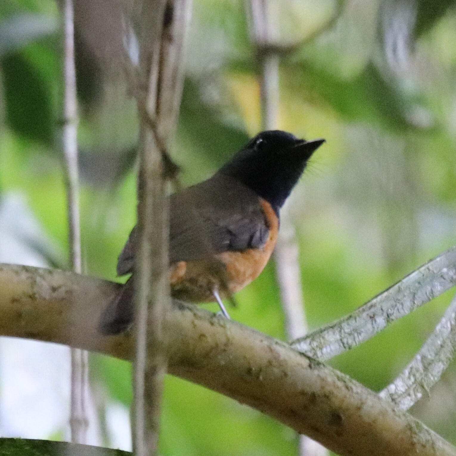 Blue-fronted Flycatcher illustration