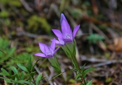 Gentianella germanica