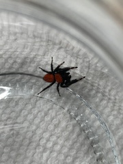 Phidippus cardinalis