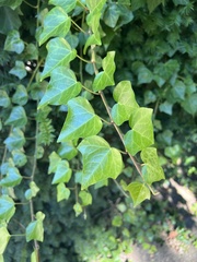 Hedera helix