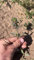 Lespedeza virginica