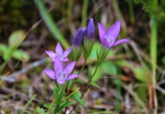 Gentianella germanica