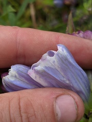 Gentiana × pallidocyanea