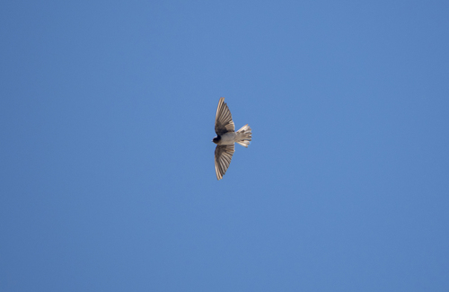 Andean Swallow (Orochelidon andecola), photo 6