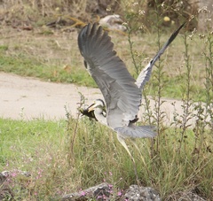 Ardea cinerea
