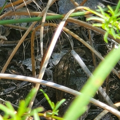 Sceloporus cowlesi