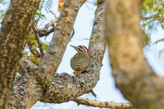 Campethera scriptoricauda