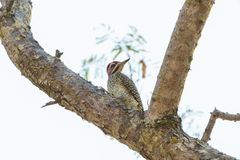 Campethera scriptoricauda