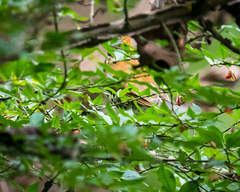 Hylocichla mustelina