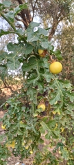 Solanum linnaeanum
