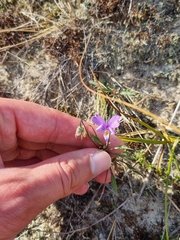 Viola tricolor curtisii