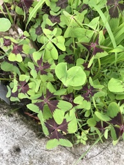 Oxalis tetraphylla