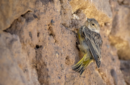 Bright-rumped Yellow Finch (Sicalis uropygialis), photo 8