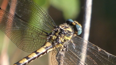 Onychogomphus uncatus