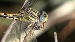 Onychogomphus uncatus