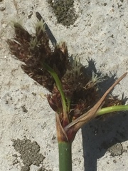 Schoenoplectus lacustris