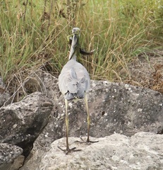 Ardea cinerea
