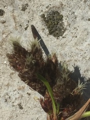 Schoenoplectus lacustris