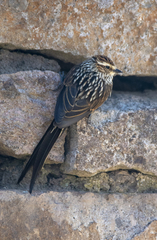 Leptasthenura andicola