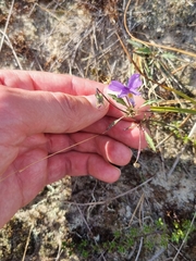 Viola tricolor curtisii