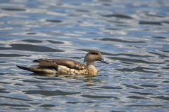 Lophonetta specularioides