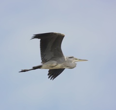 Ardea cinerea