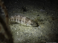 Spondyliosoma cantharus