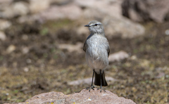 Muscisaxicola griseus