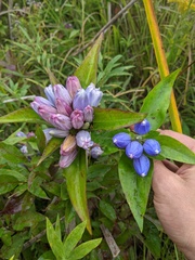 Gentiana × pallidocyanea