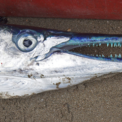 Tylosurus crocodilus fodiator