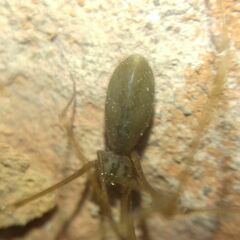 Pholcus opilionoides