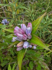 Gentiana × pallidocyanea