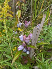 Gentiana × pallidocyanea