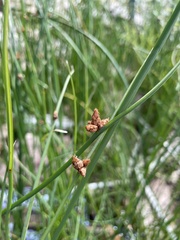 Schoenoplectus pungens