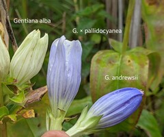 Gentiana × pallidocyanea