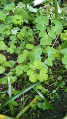Thalictrum javanicum