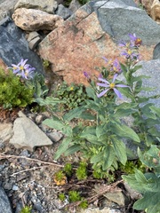 Eucephalus ledophyllus