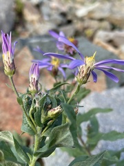 Eucephalus ledophyllus