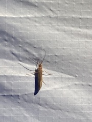 Nemotaulius hostilis