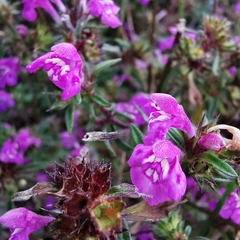 Galeopsis angustifolia