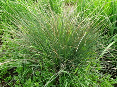 Juncus inflexus